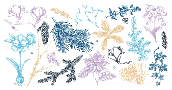 Winter flower, conifer trees, evergreen plants sketches. Vintage Christmas design elements in color. Hand drawn vector illustration. NOT AI generated